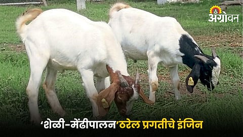 Goat Farming