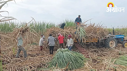Sugarcane Fam