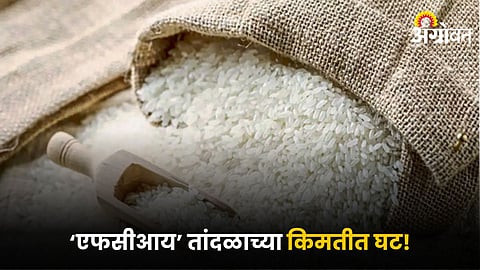 Rice