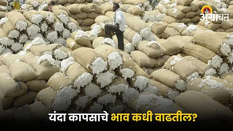 Cotton Market