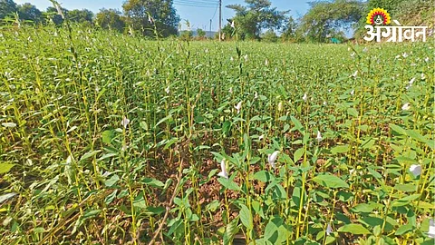 Sesame Crop