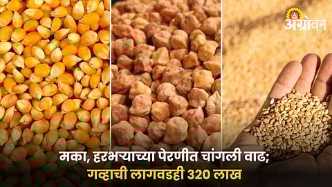 Rabi Season