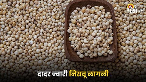 Jowar