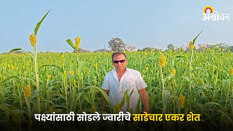 Jowar Farming