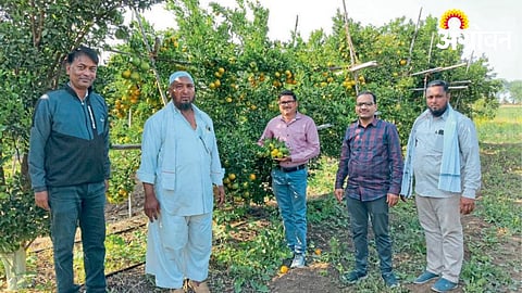 Orange Harvesting