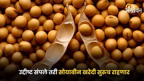 Soybean