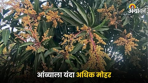 Mango Blossom