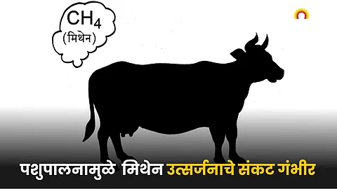 Animal Husbandry