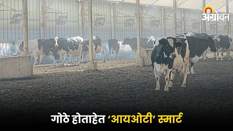 Modern Dairy