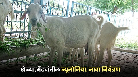 Goat Farming