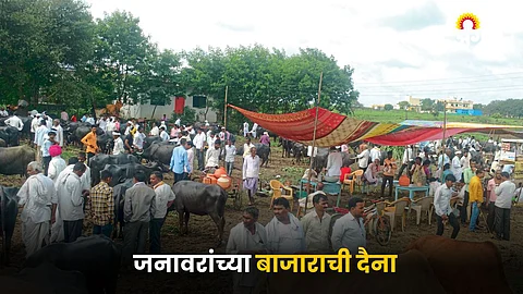 Animal Market