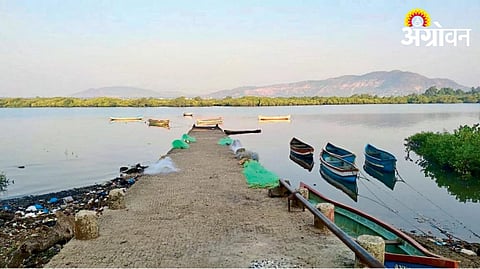 Mangrove Conservation