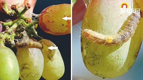 Grape Pest
