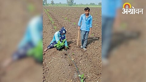 Banana Plantation