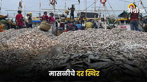 Fish Market