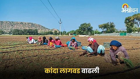 Onion Cultivation