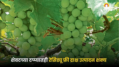 Grape Farming