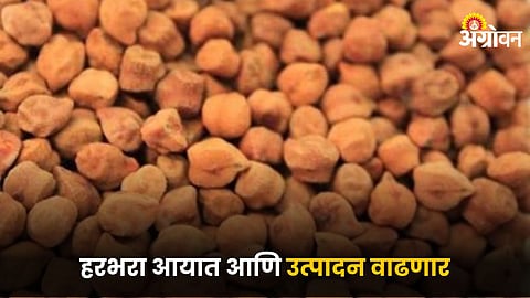 Chana