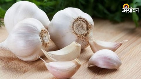 Garlic