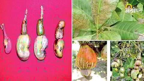 Cashew Farming