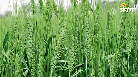 Wheat Crop