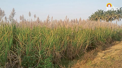 Sugarcane
