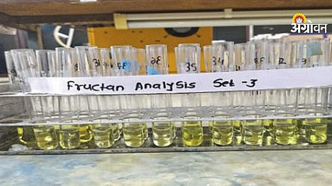 Fructan