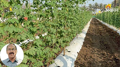 Bitter Gourd Farming