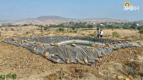 Tree Plantation
