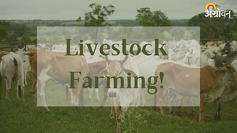 Livestock Farming