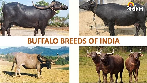 Buffalos Breeds