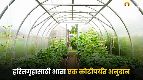 Greenhouse
