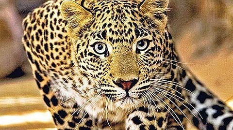 Leopard