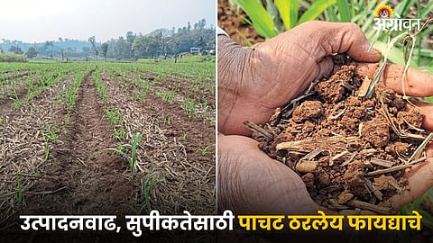 Sugarcane Farming