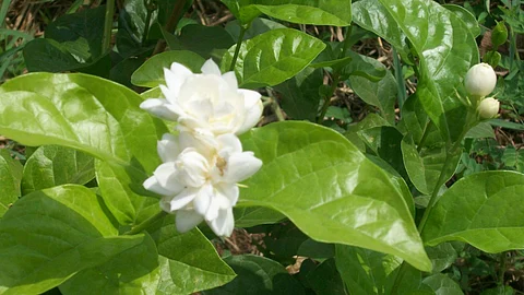 Mogara Cultivation