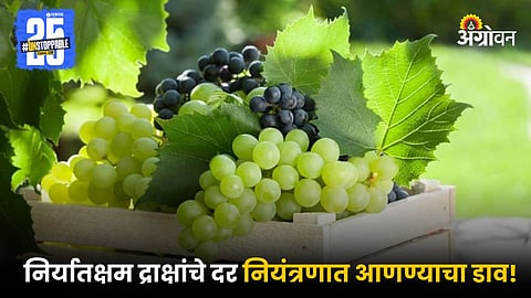 Grape