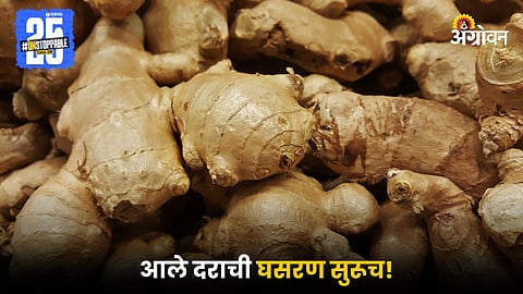 Ginger Market