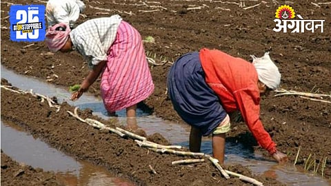 Sugarcane Cultivation