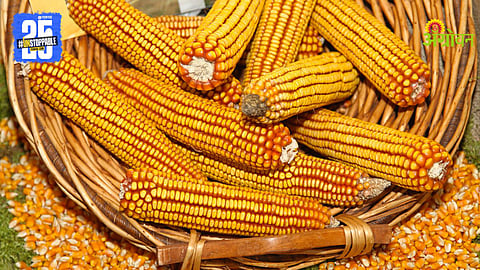 Maize Processing