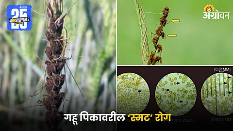 Wheat Crop Disease