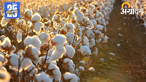 Cotton Crop