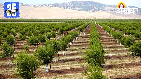 Orchard Plantation
