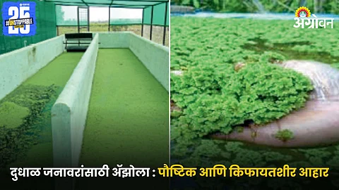 Azolla