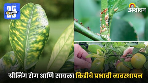 Citrus Greening Disease