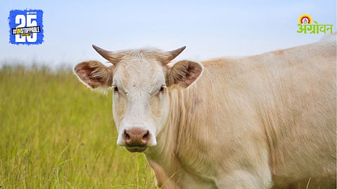 Livestock Management