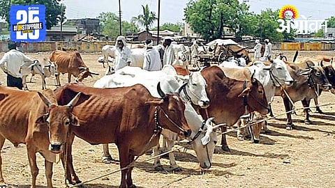 Livestock Market