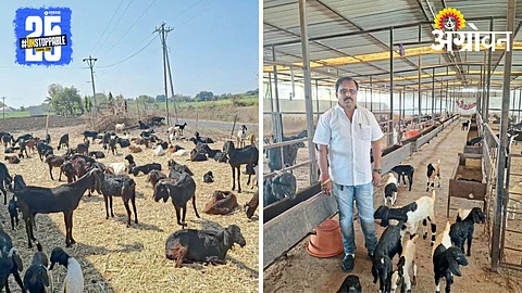 Osmanabadi Goat Farming