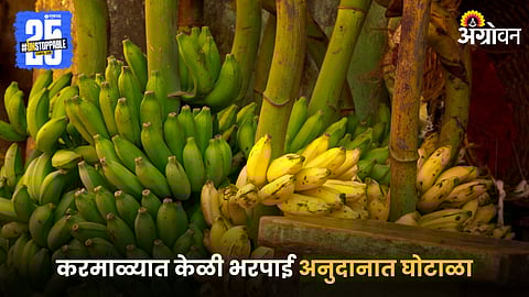 Banana Market