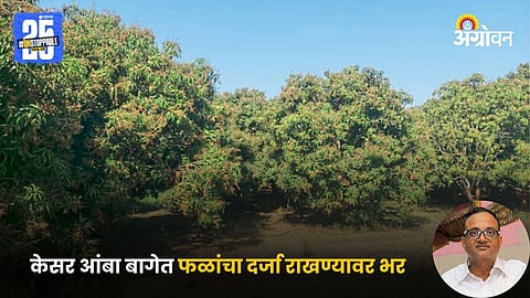 Kesar Mango Farming