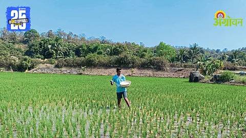 Summer Paddy Farming